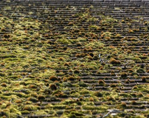 Nettoyage et démoussage de toiture Louveciennes dans les Yvelines